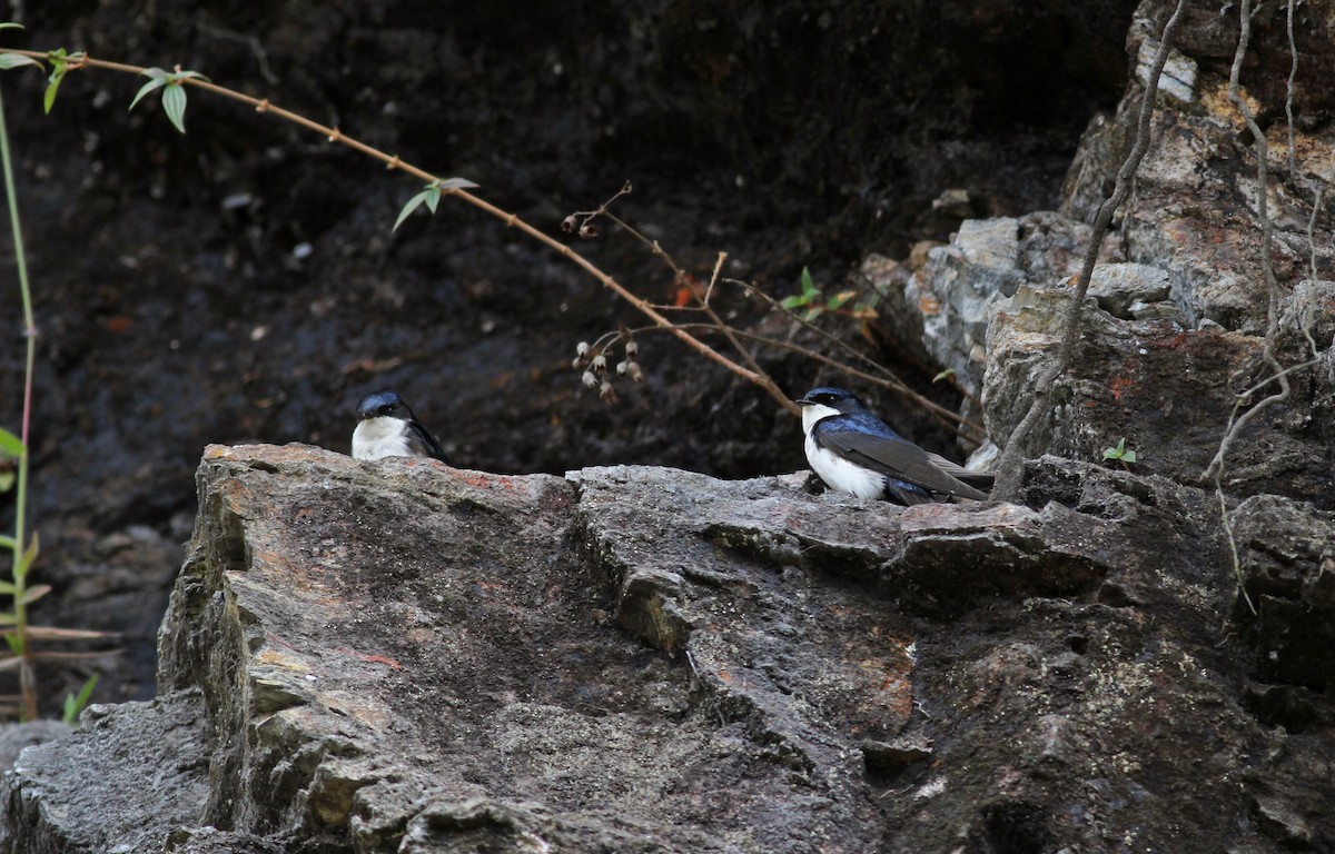 Blue-and-white Swallow (cyanoleuca) - ML38398891