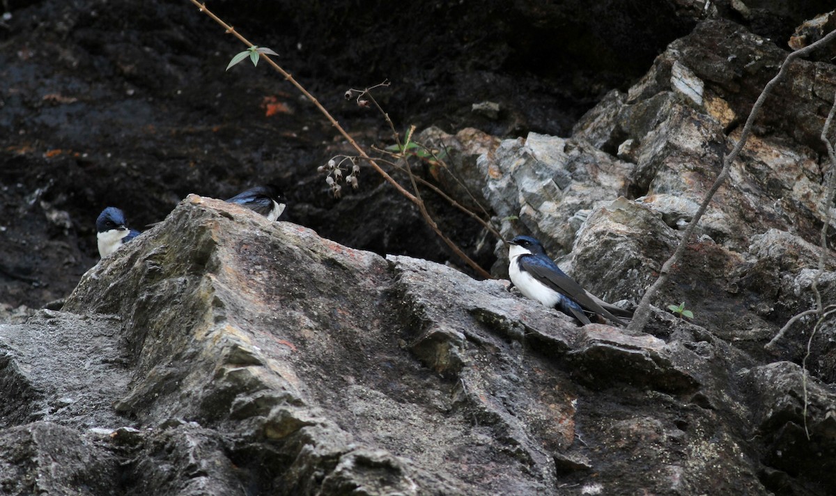 Blue-and-white Swallow (cyanoleuca) - ML38398901