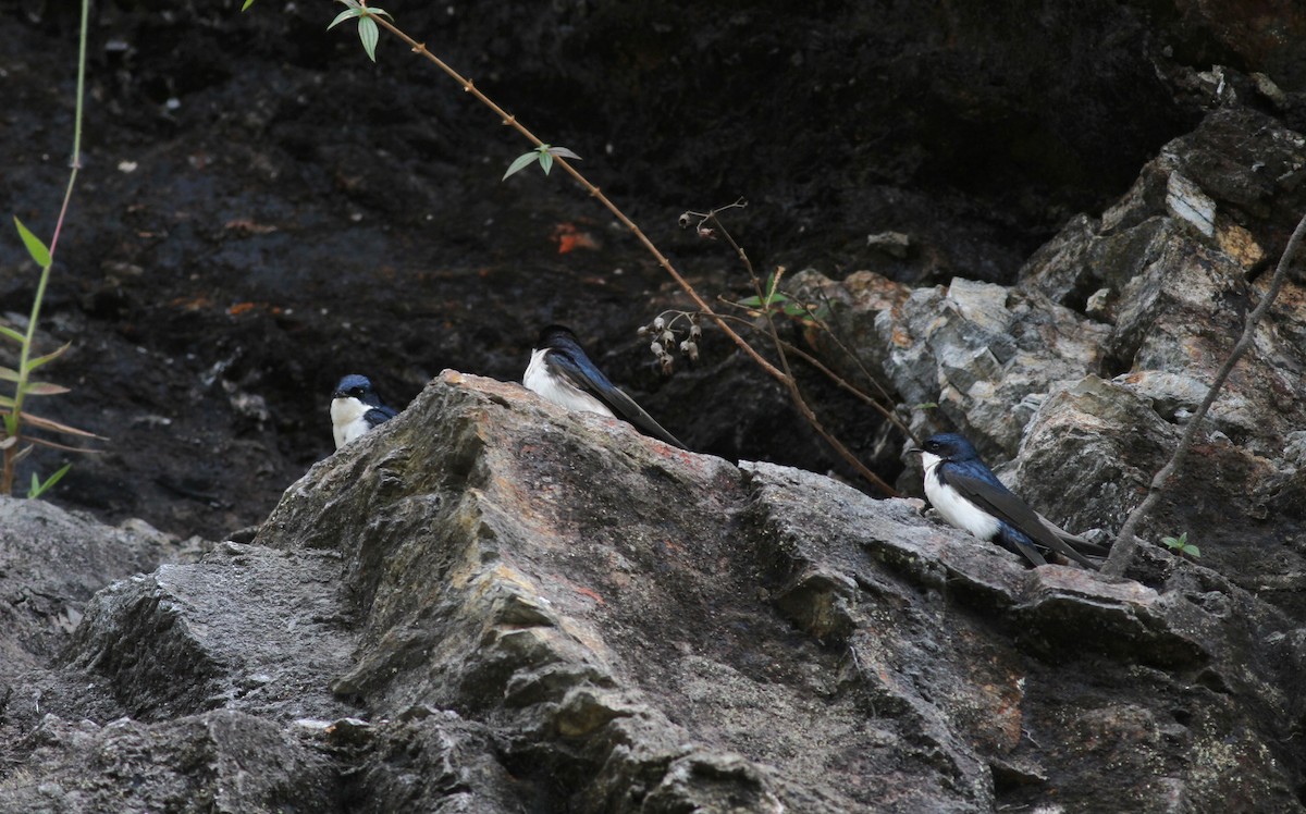 Blue-and-white Swallow (cyanoleuca) - ML38398911