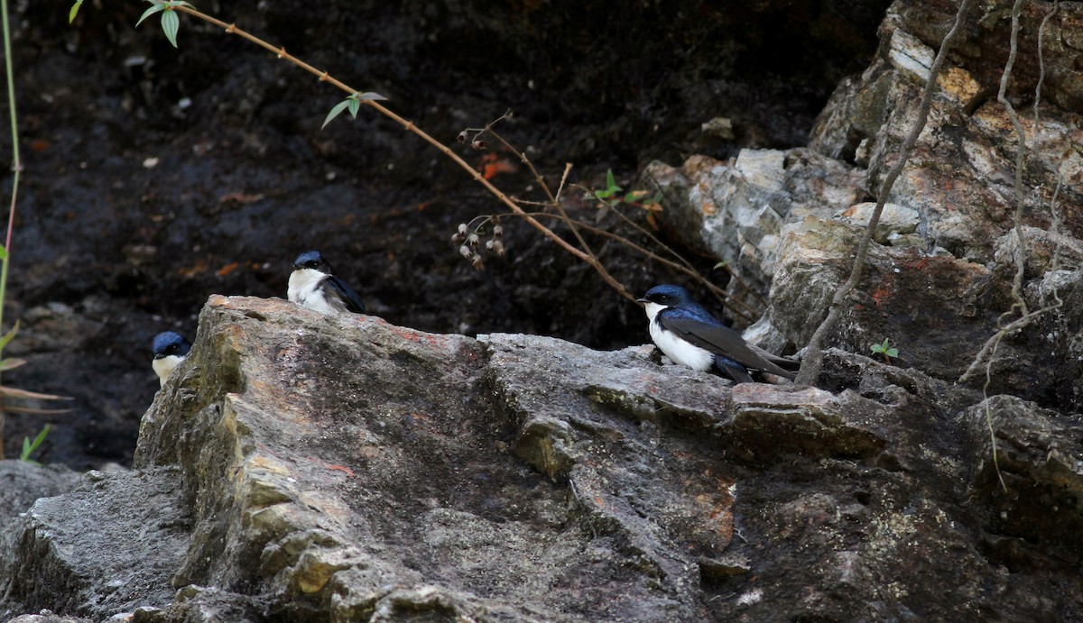 Blue-and-white Swallow (cyanoleuca) - ML38398921