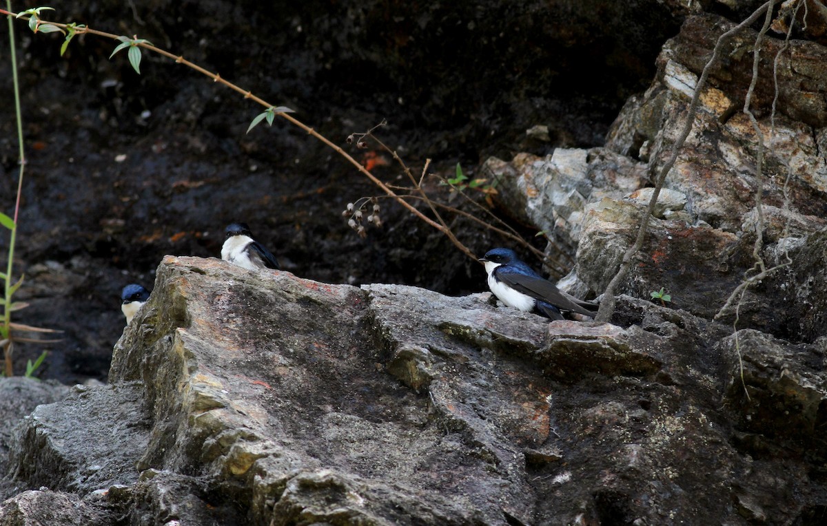 Blue-and-white Swallow (cyanoleuca) - ML38398941