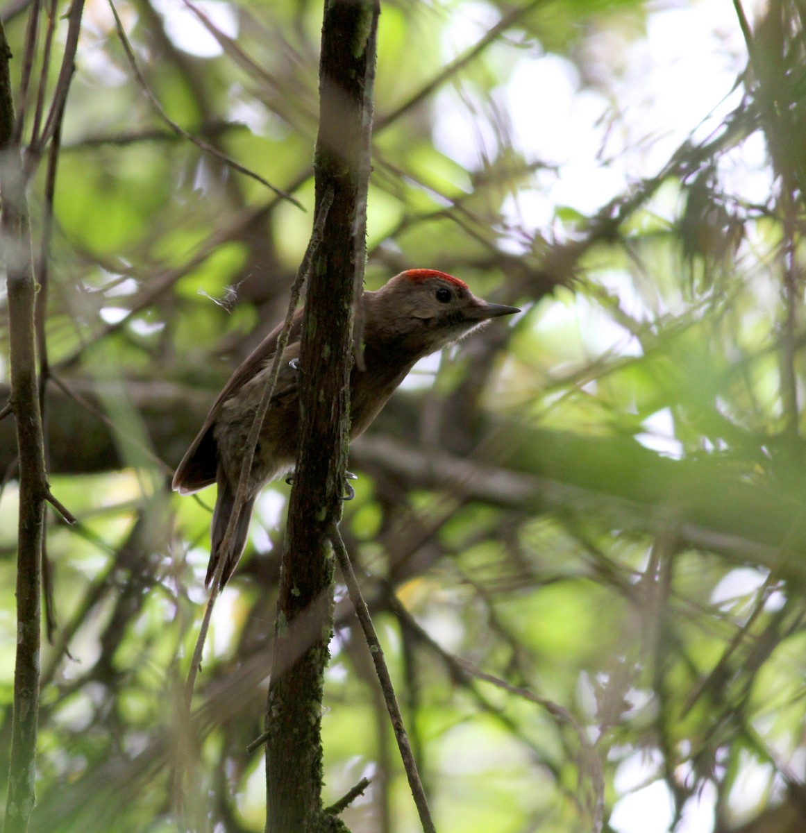 Smoky-brown Woodpecker - ML38399001