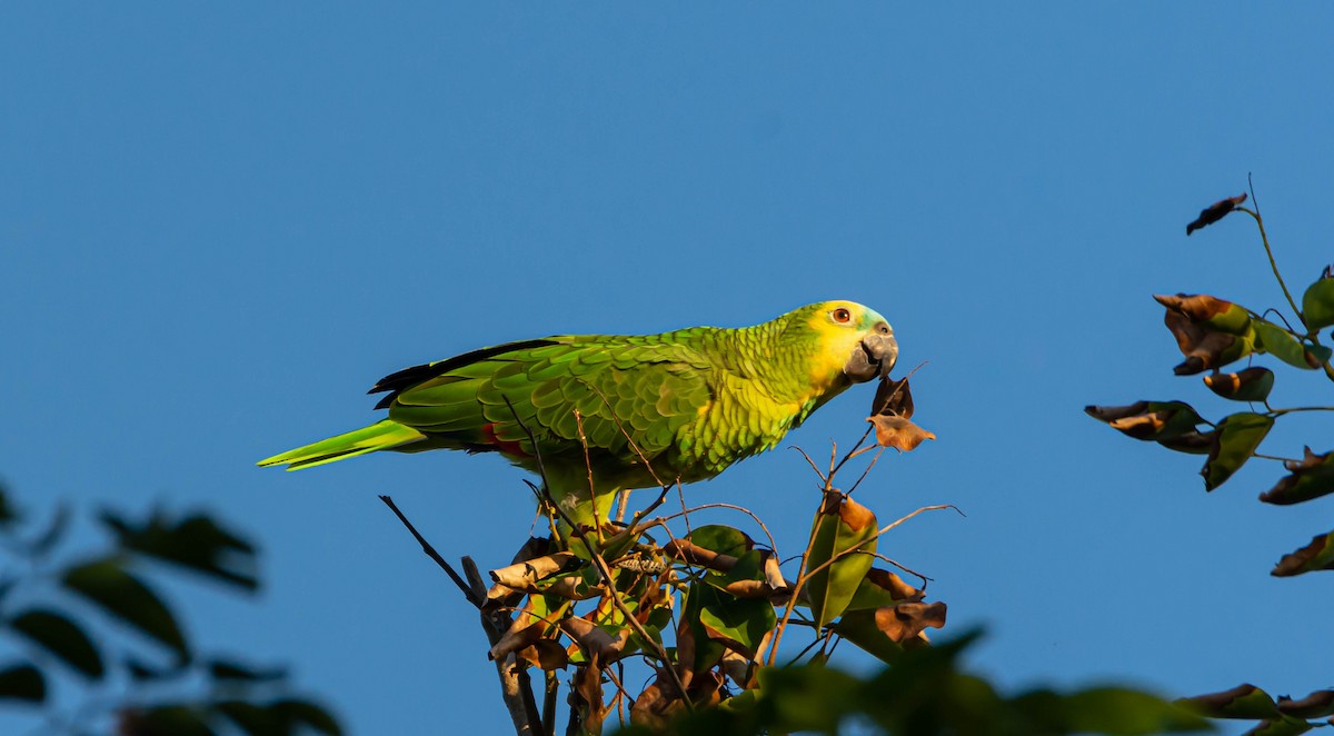 Turquoise-fronted Parrot - Victor Feliciano