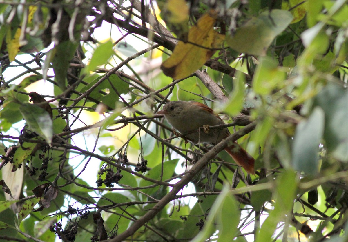 Crested Spinetail - ML38399151