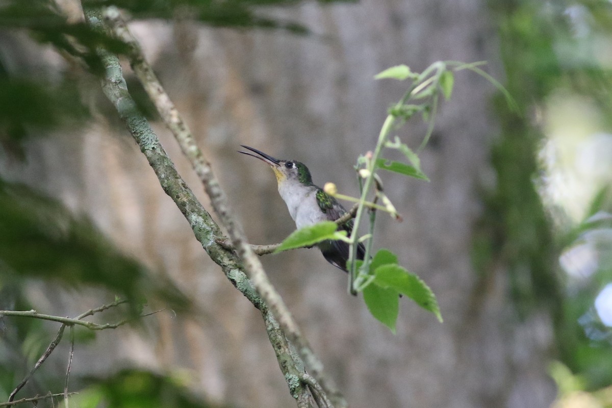 Wedge-tailed Sabrewing (Curve-winged) - ML383996351