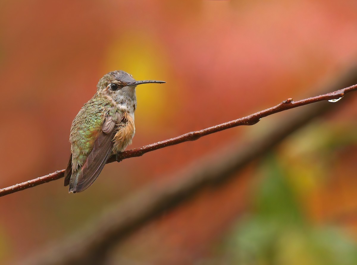 Rufous Hummingbird - Ryan Schain