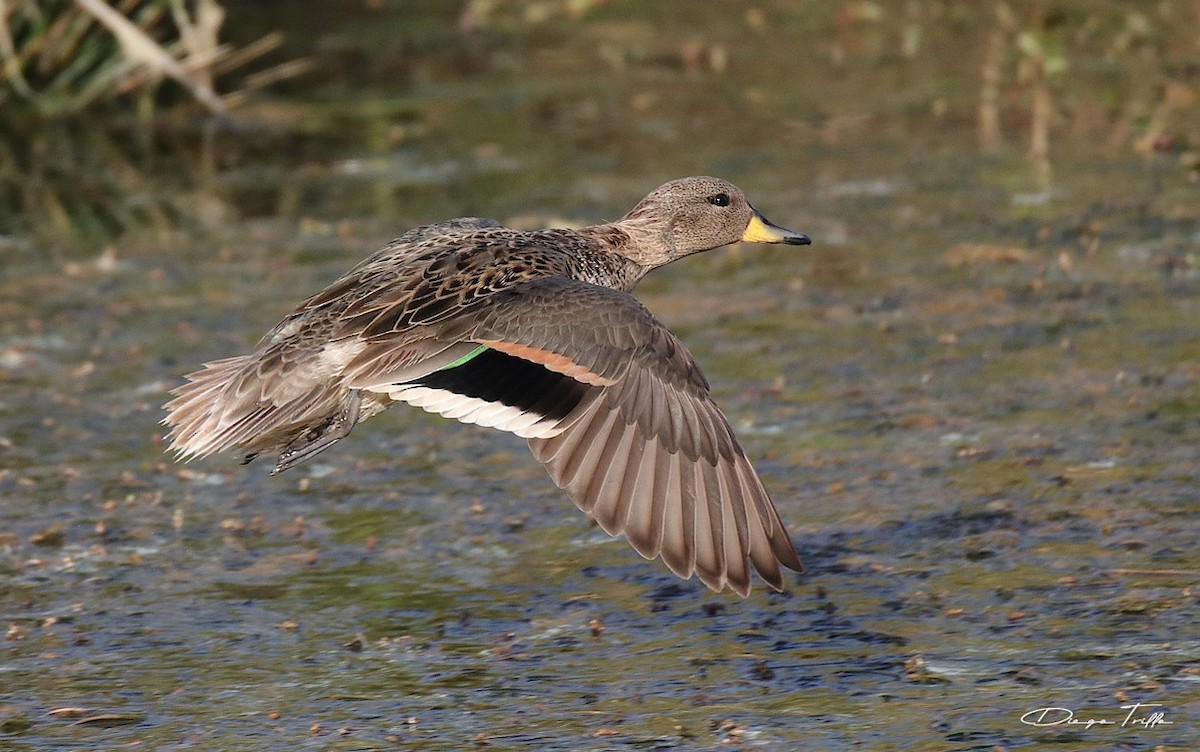 Yellow-billed Teal - Diego Trillo