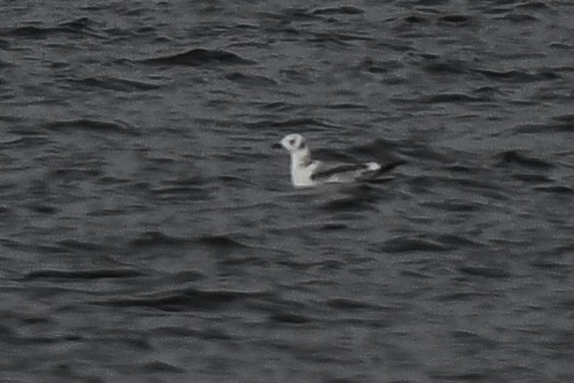 Mouette tridactyle - ML384005581