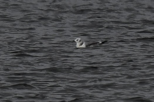 Mouette tridactyle - ML384005591