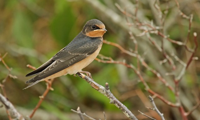 Juvenile Barn Swallow (13 July). - Barn Swallow - 
