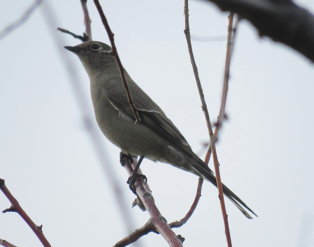 Townsend's Solitaire - ML38401381