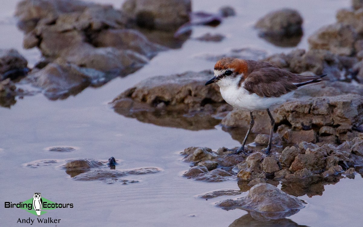 Red-capped Plover - ML384014751