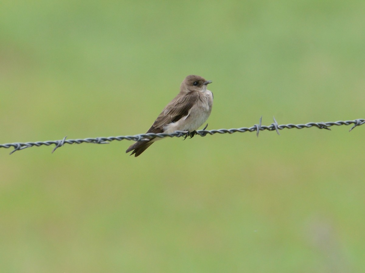 Northern Rough-winged Swallow - Alan Van Norman