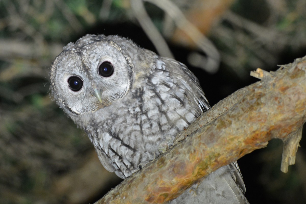 Tawny Owl - ML384023681