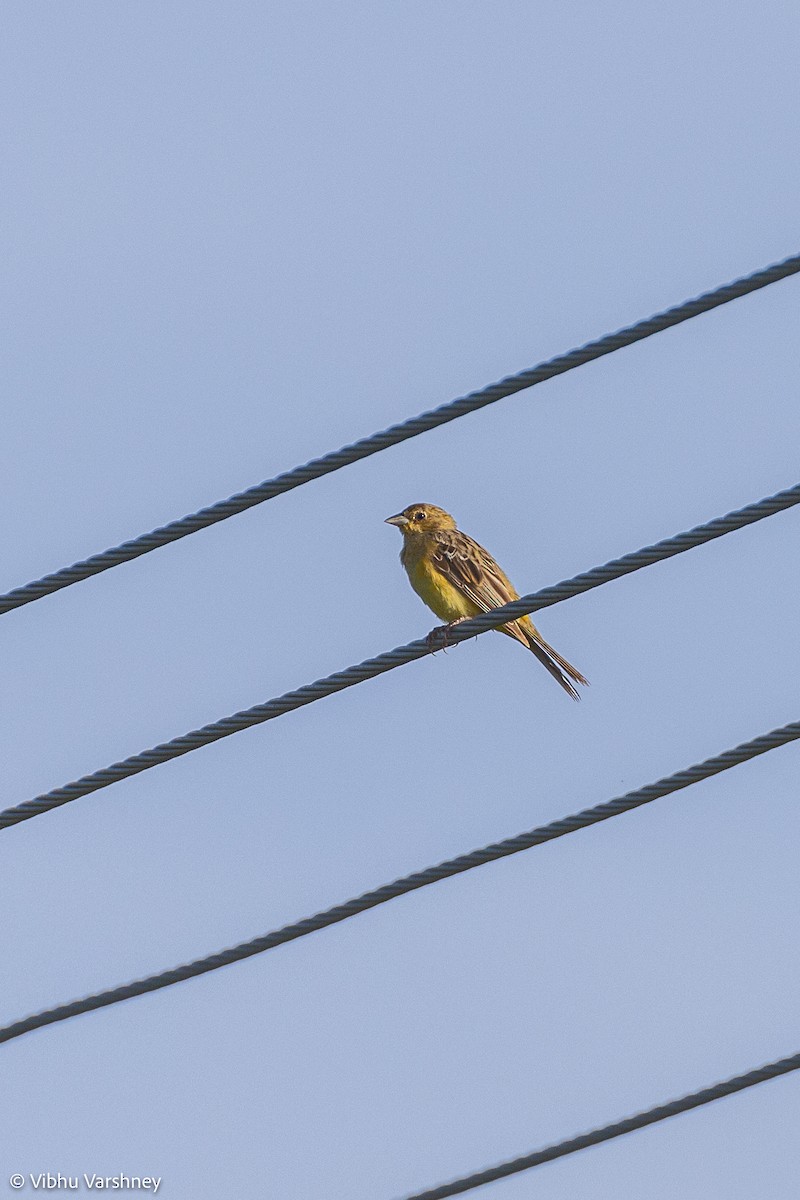 Red-headed Bunting - ML384036171