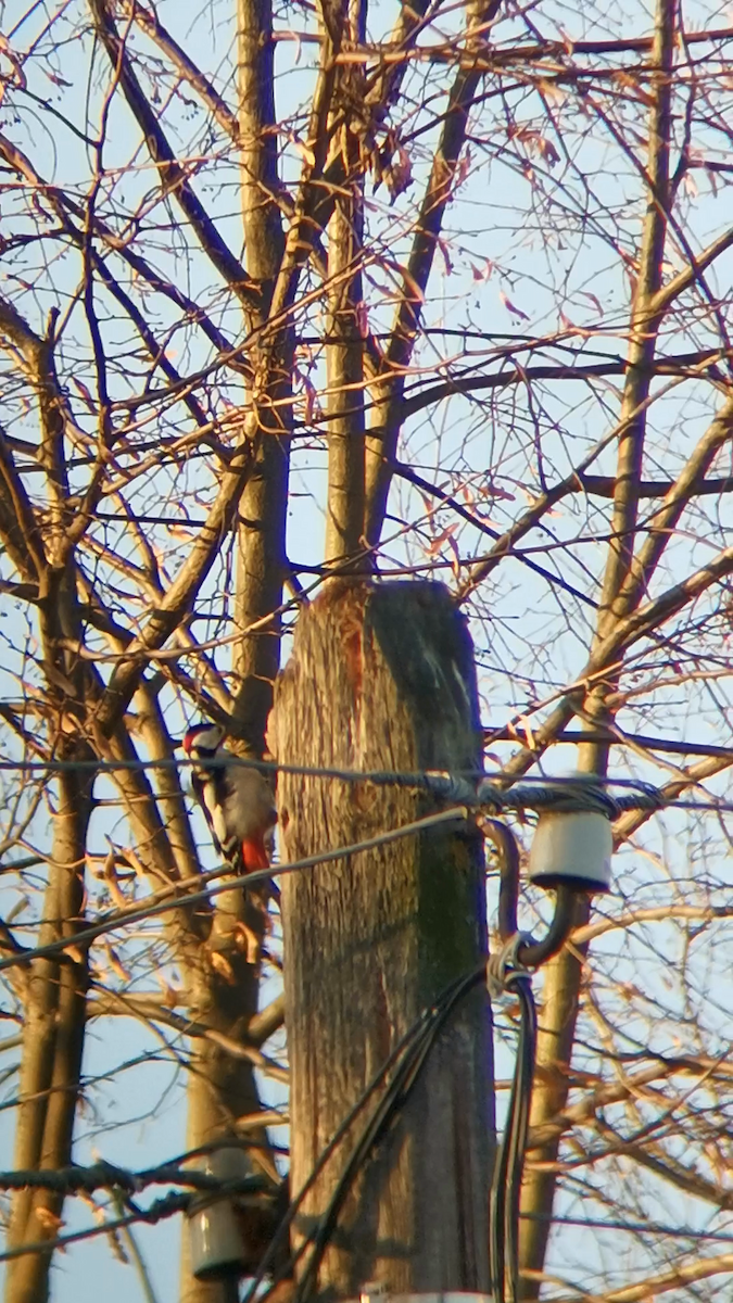 Great Spotted Woodpecker - ML384036481