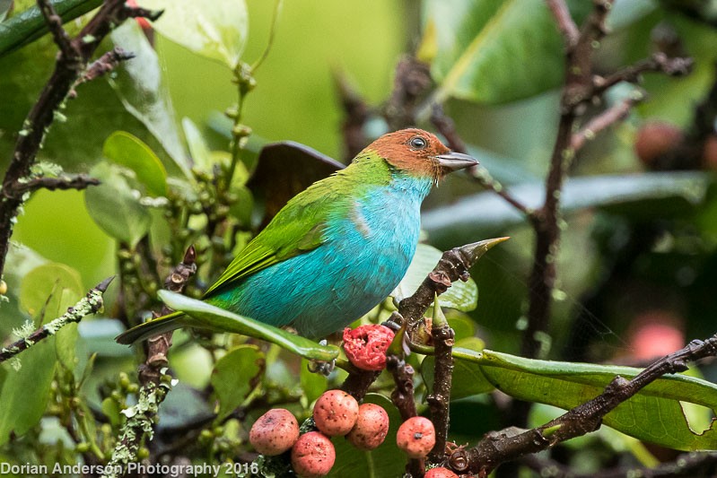 Bay-headed Tanager - ML38403901