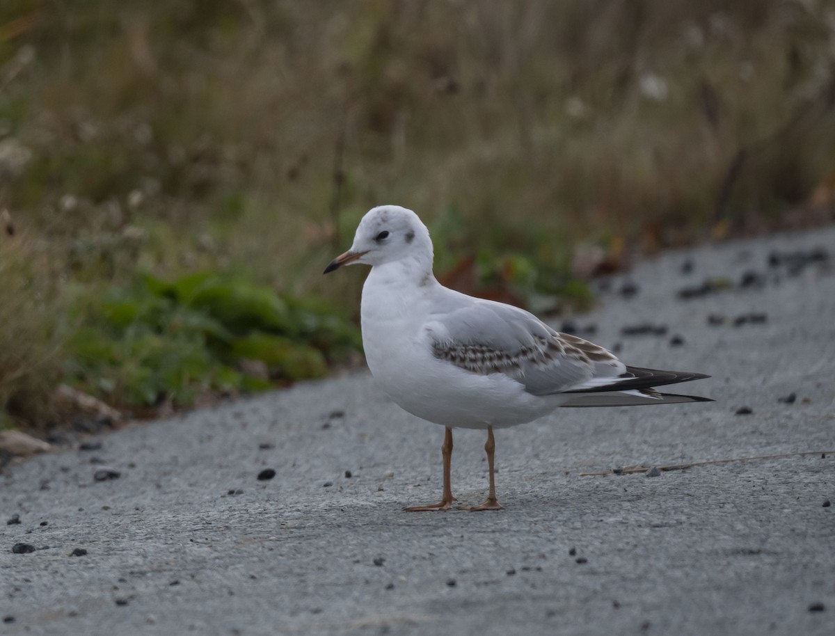 Black-headed Gull - Ronnie d'Entremont