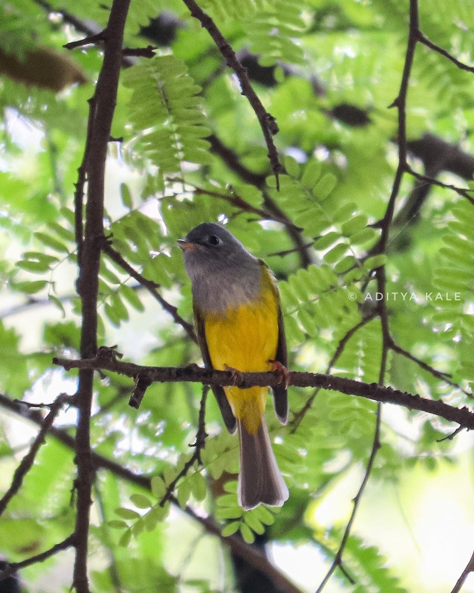 Gray-headed Canary-Flycatcher - Aditya Kale