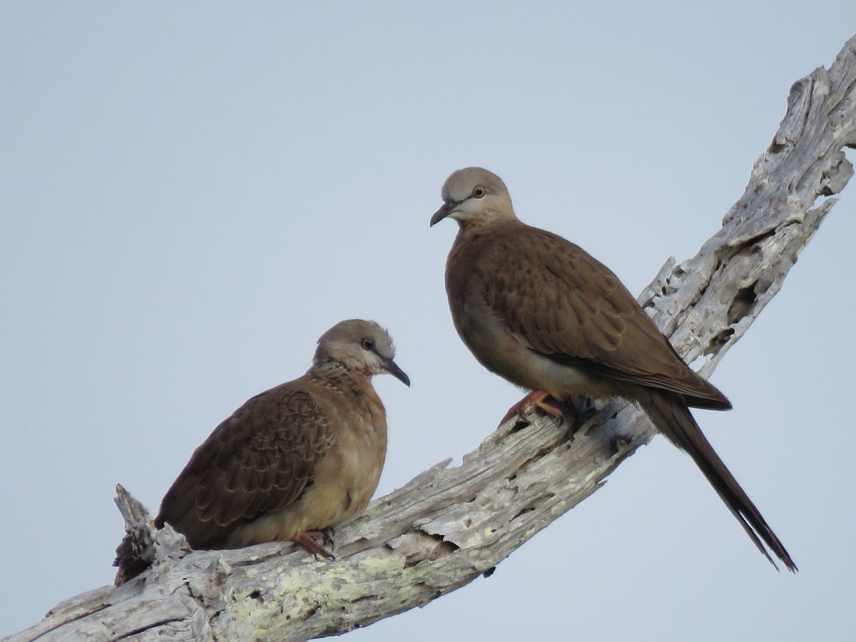 Spotted Dove - ML384044181