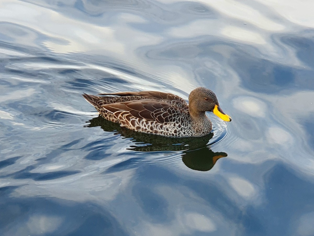 Yellow-billed Duck - ML384044901