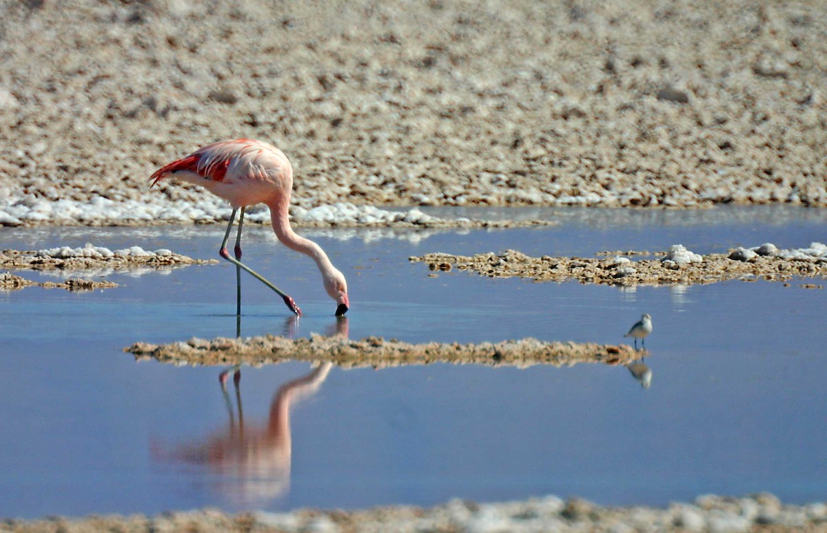 Chilean Flamingo - ML384049231