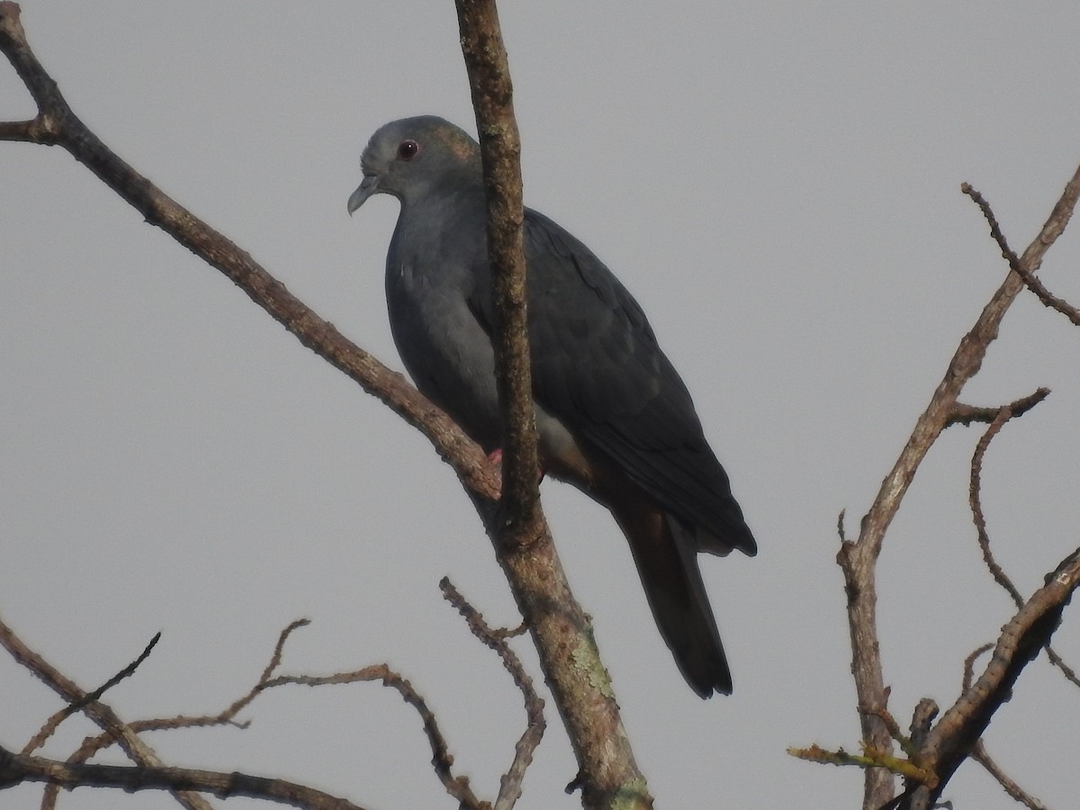 Sao Tome Pigeon - ML384050661
