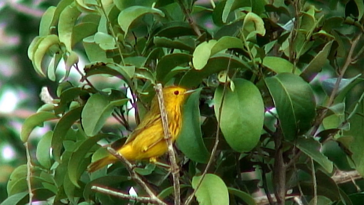 Yellow Warbler (Golden) - ML384052701