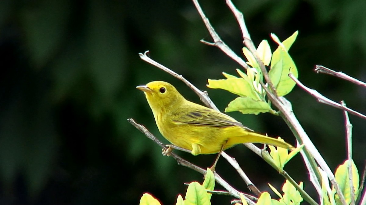 Yellow Warbler - Josep del Hoyo