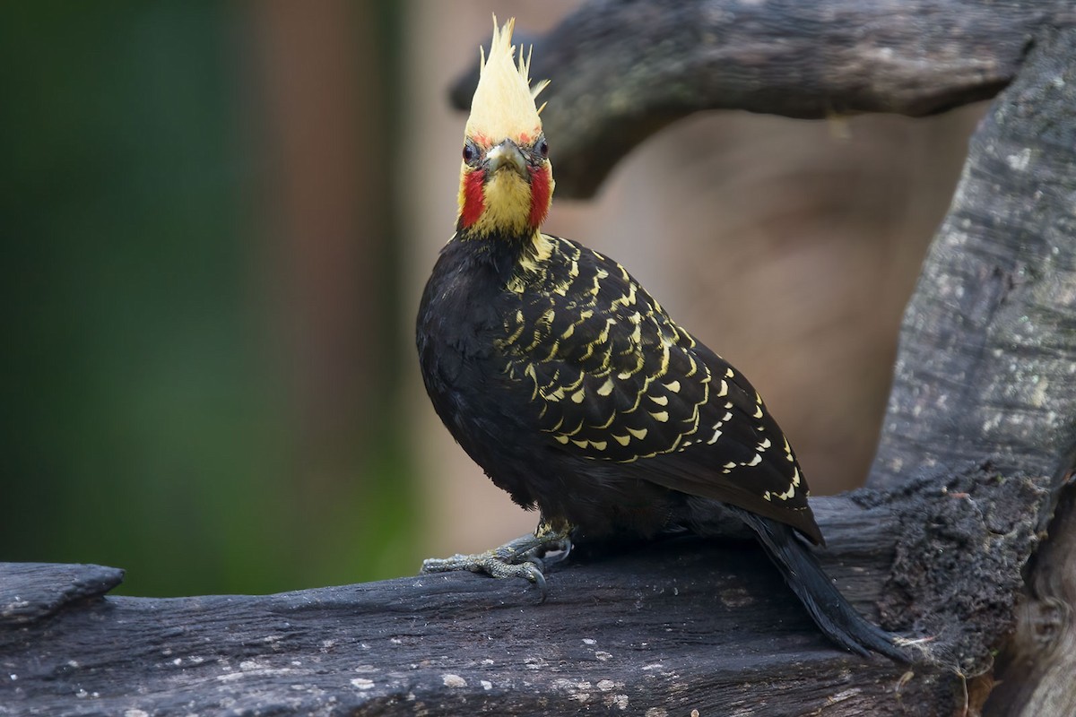 Blond-crested Woodpecker - ML384054191