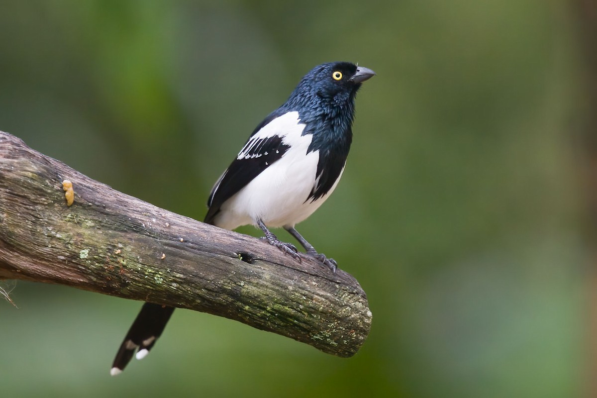 Magpie Tanager - ML384054431