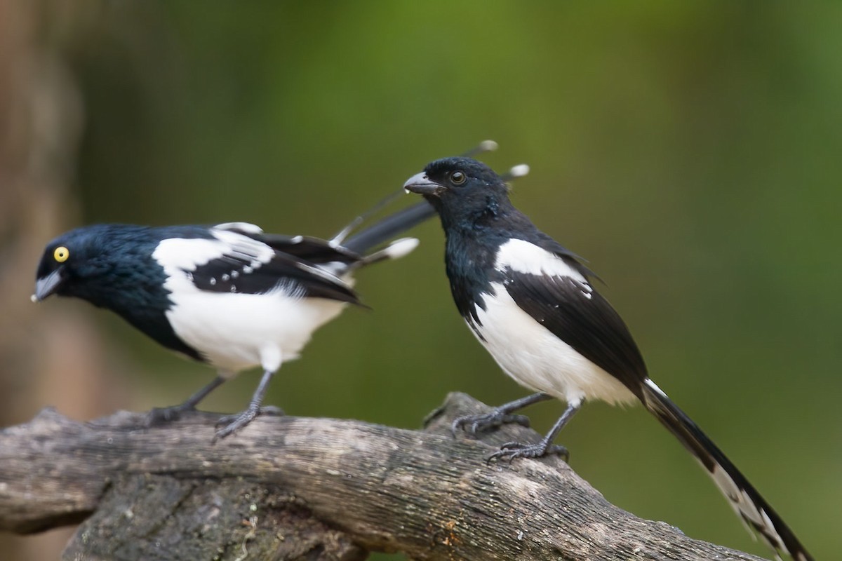 Magpie Tanager - ML384054451