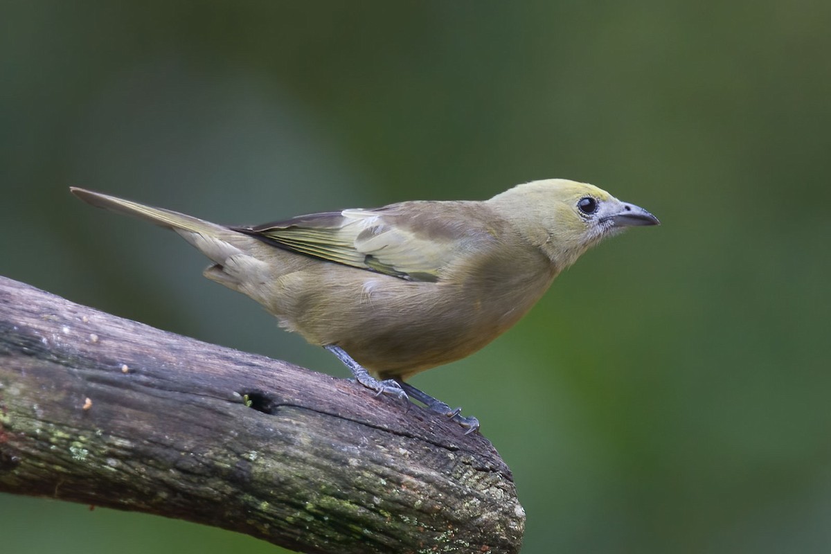 Palm Tanager - ML384054561