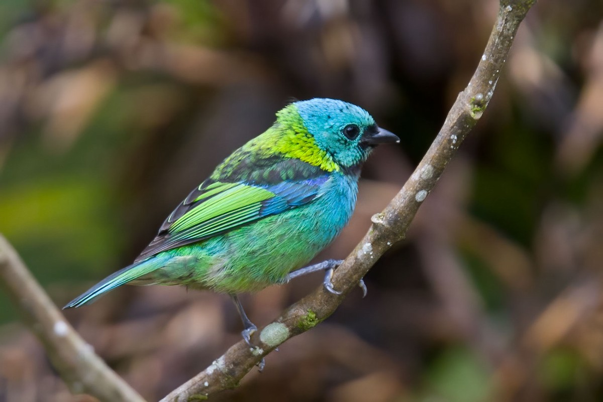 Green-headed Tanager - ML384054611