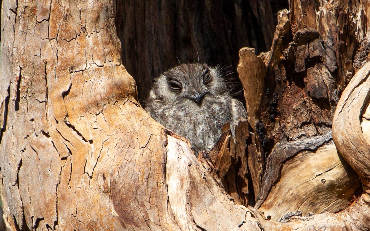 Australian Owlet-nightjar - ML384058131