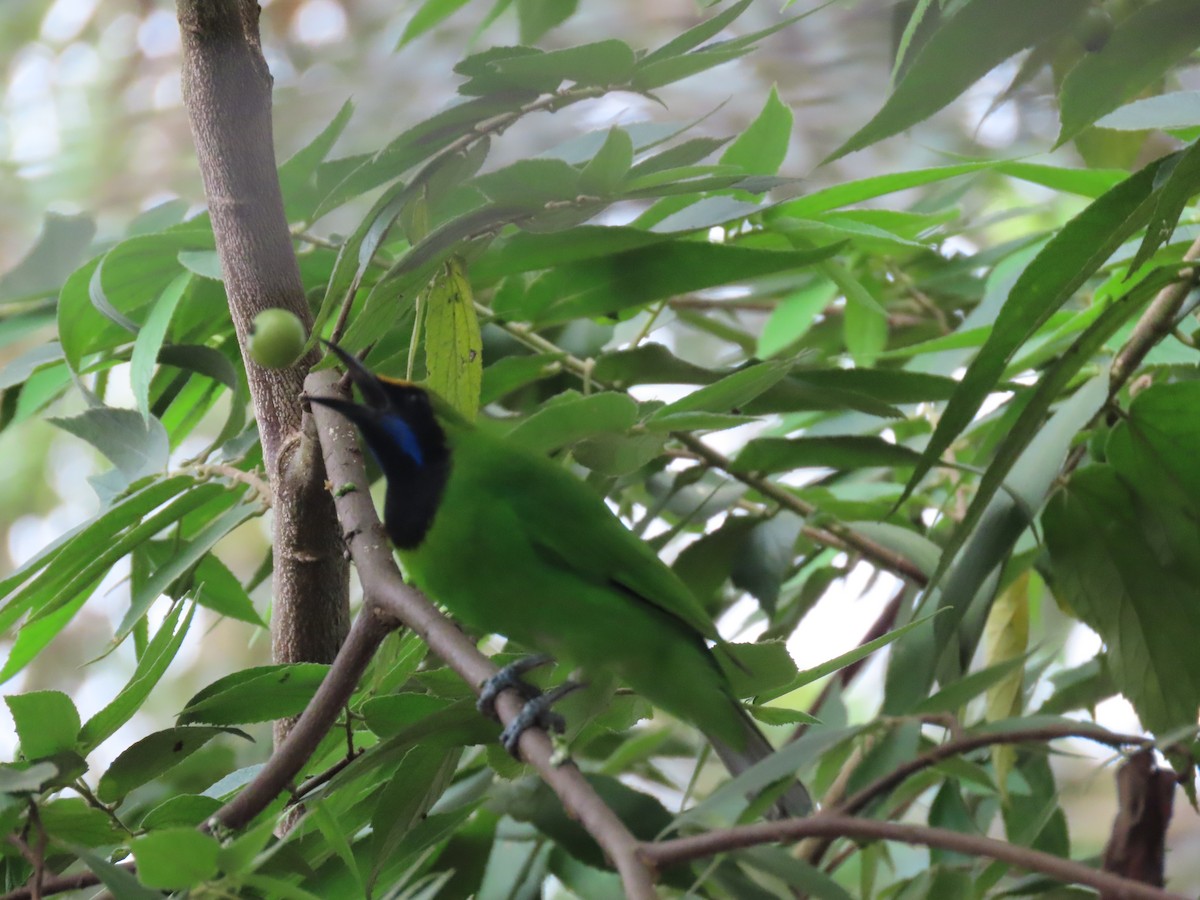 Golden-fronted Leafbird - Sreekumar Chirukandoth
