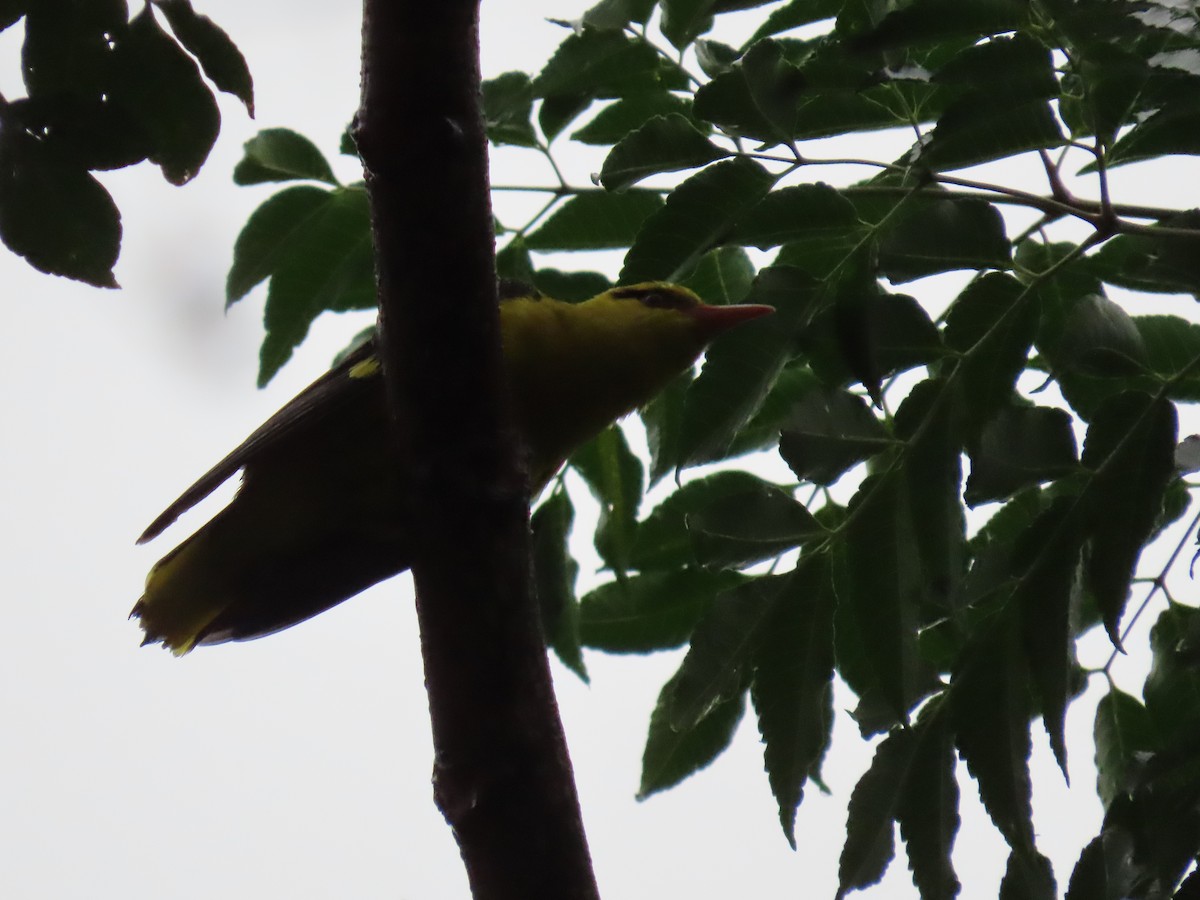 Indian Golden Oriole - ML384062421