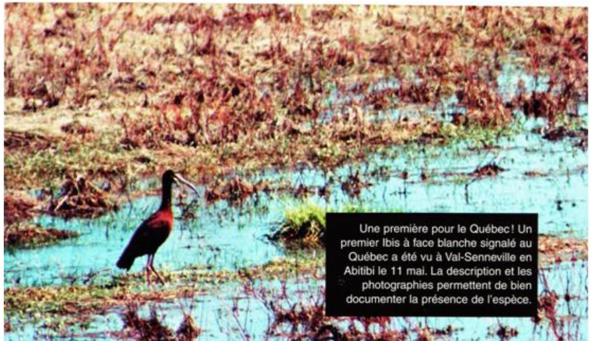 White-faced Ibis - Études des populations  d'oiseaux du Québec