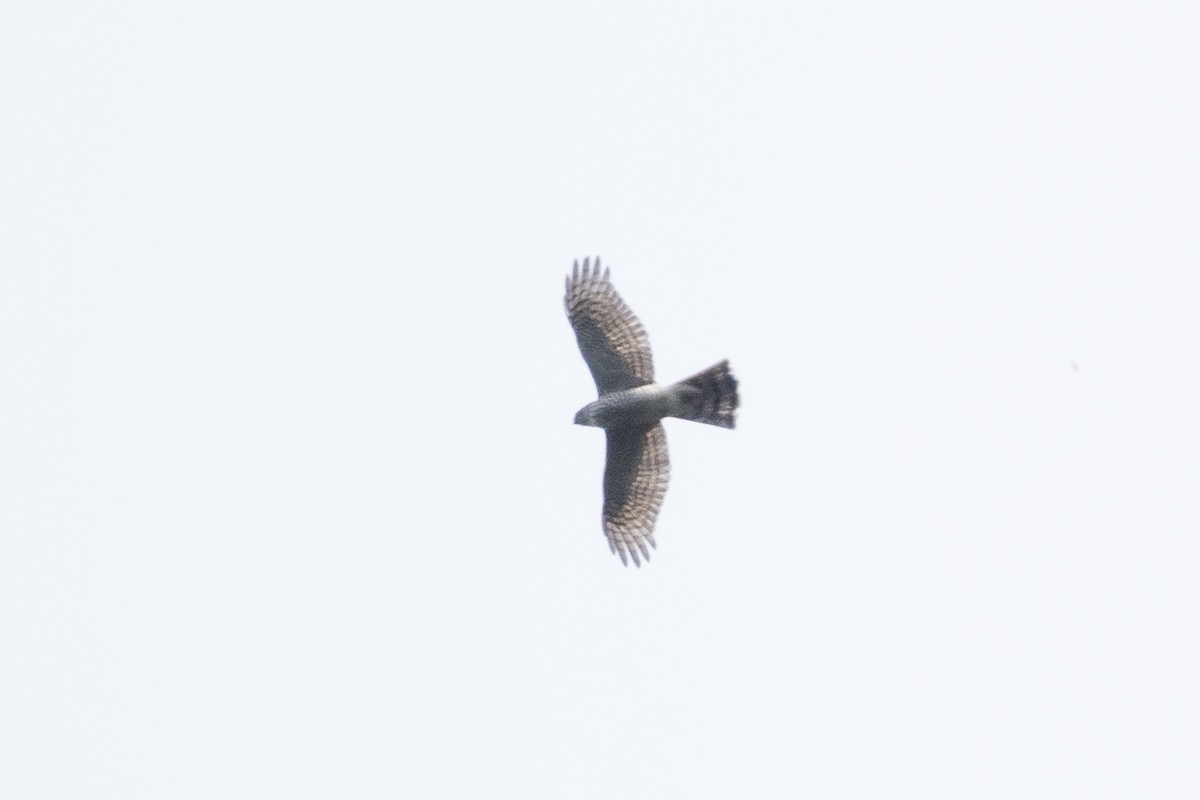 Eurasian Sparrowhawk - ML384064021