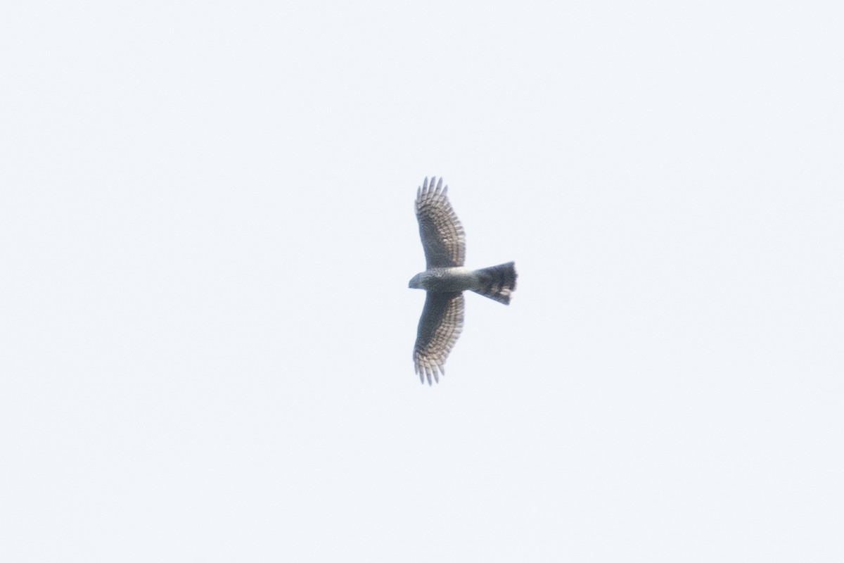 Eurasian Sparrowhawk - ML384064031