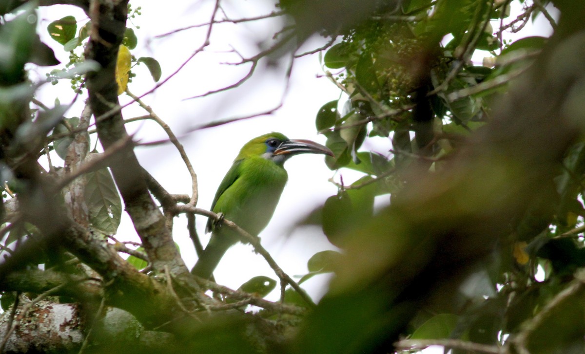 Groove-billed Toucanet (Groove-billed) - ML38406851