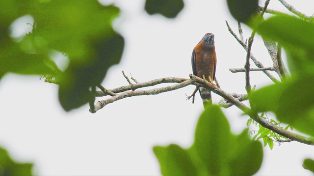 Double-toothed Kite - ML384070601