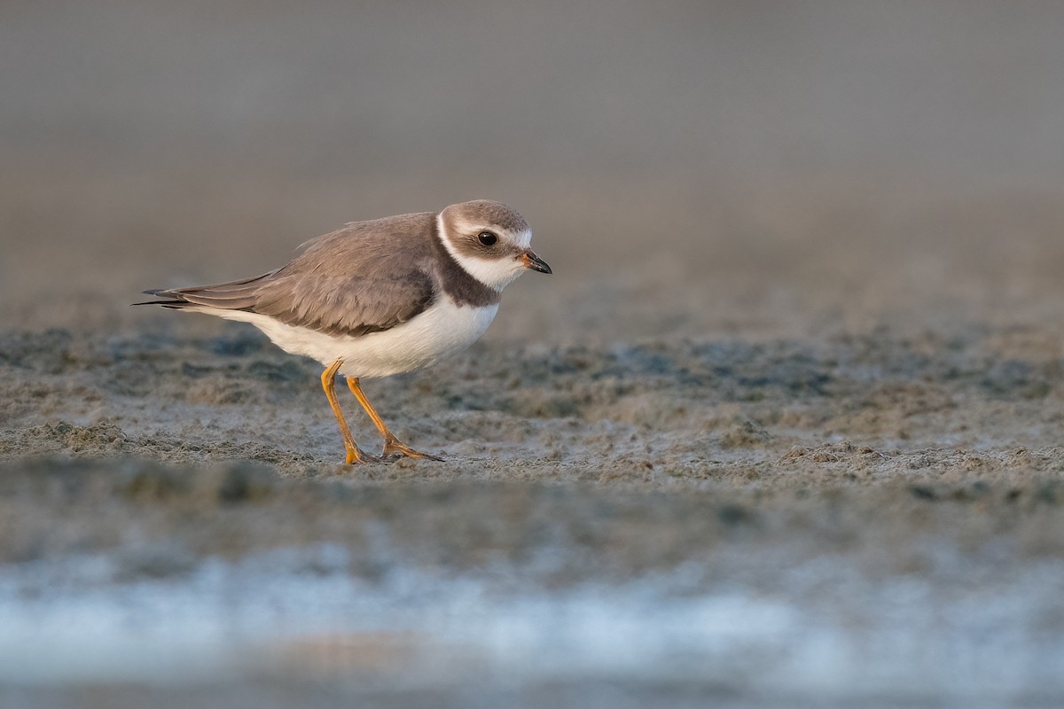 Semipalmated Plover - ML384070911