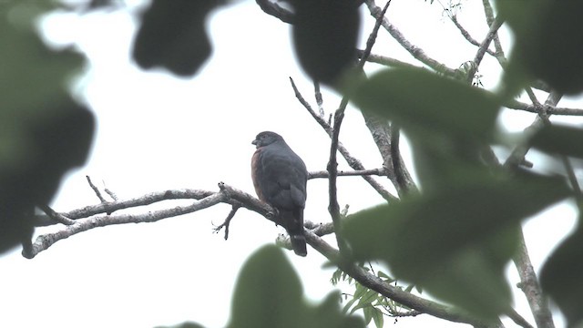 Double-toothed Kite - ML384071141