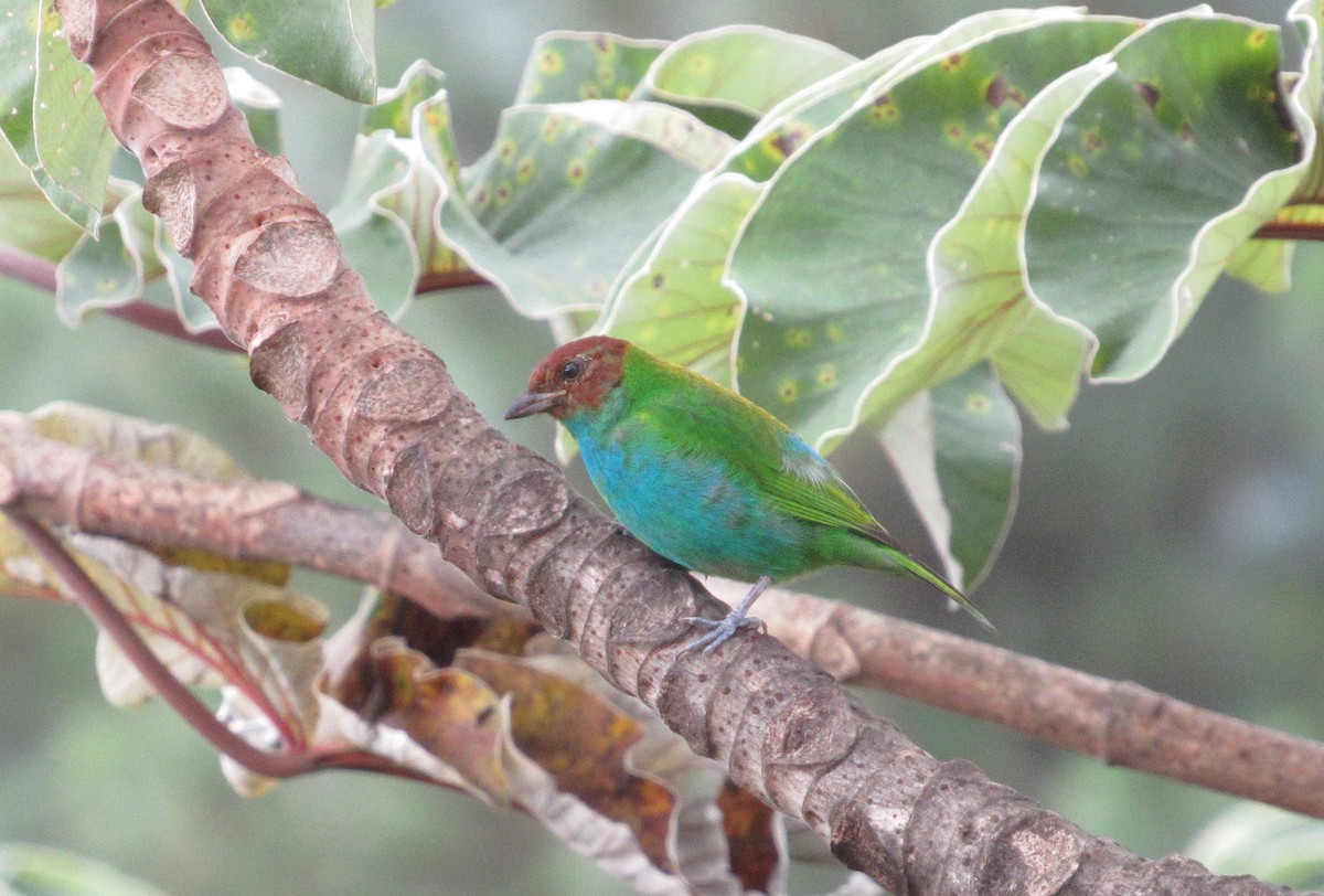 Bay-headed Tanager (Bay-and-blue) - Lorraine Cowl