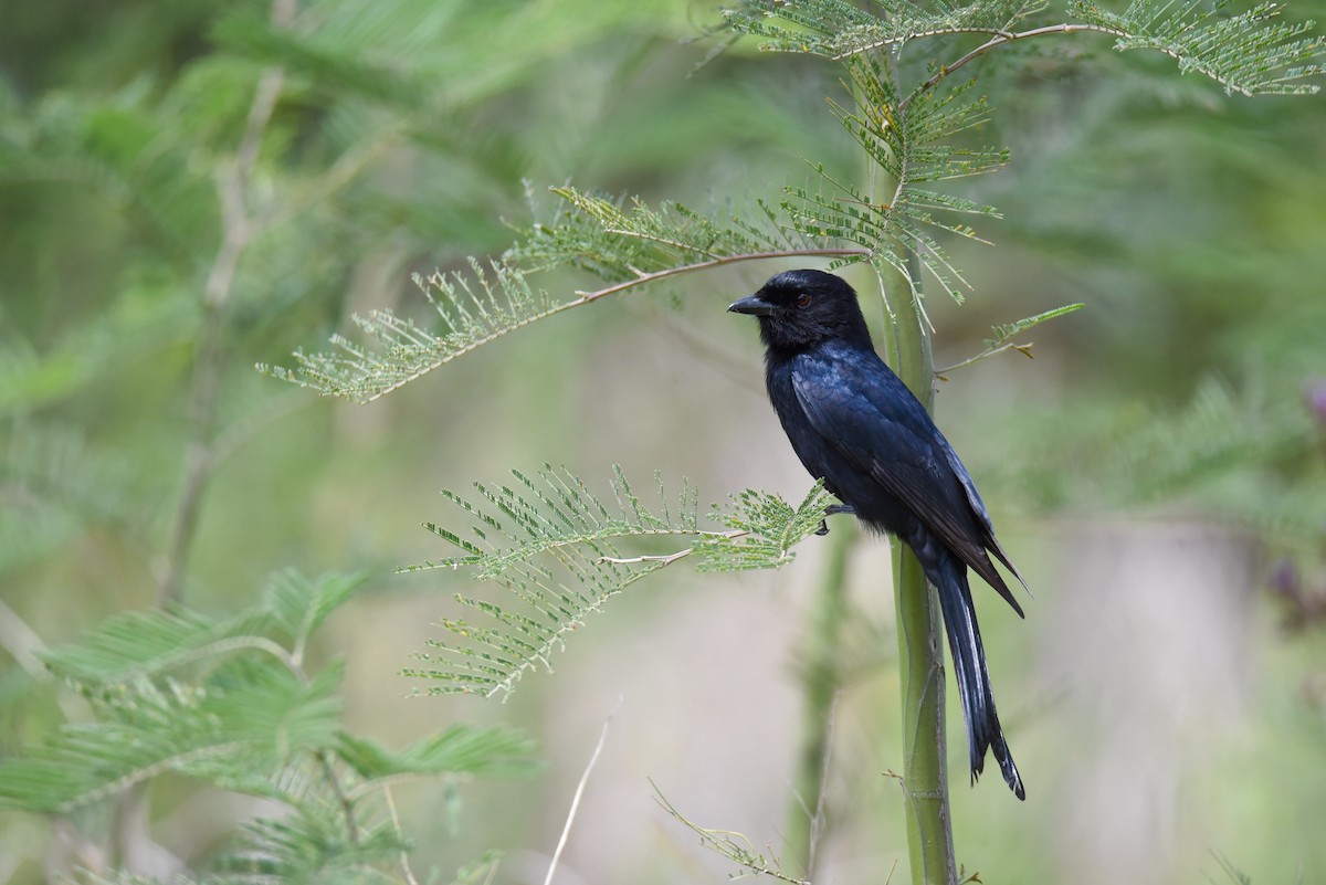 Fork-tailed Drongo - ML384074961