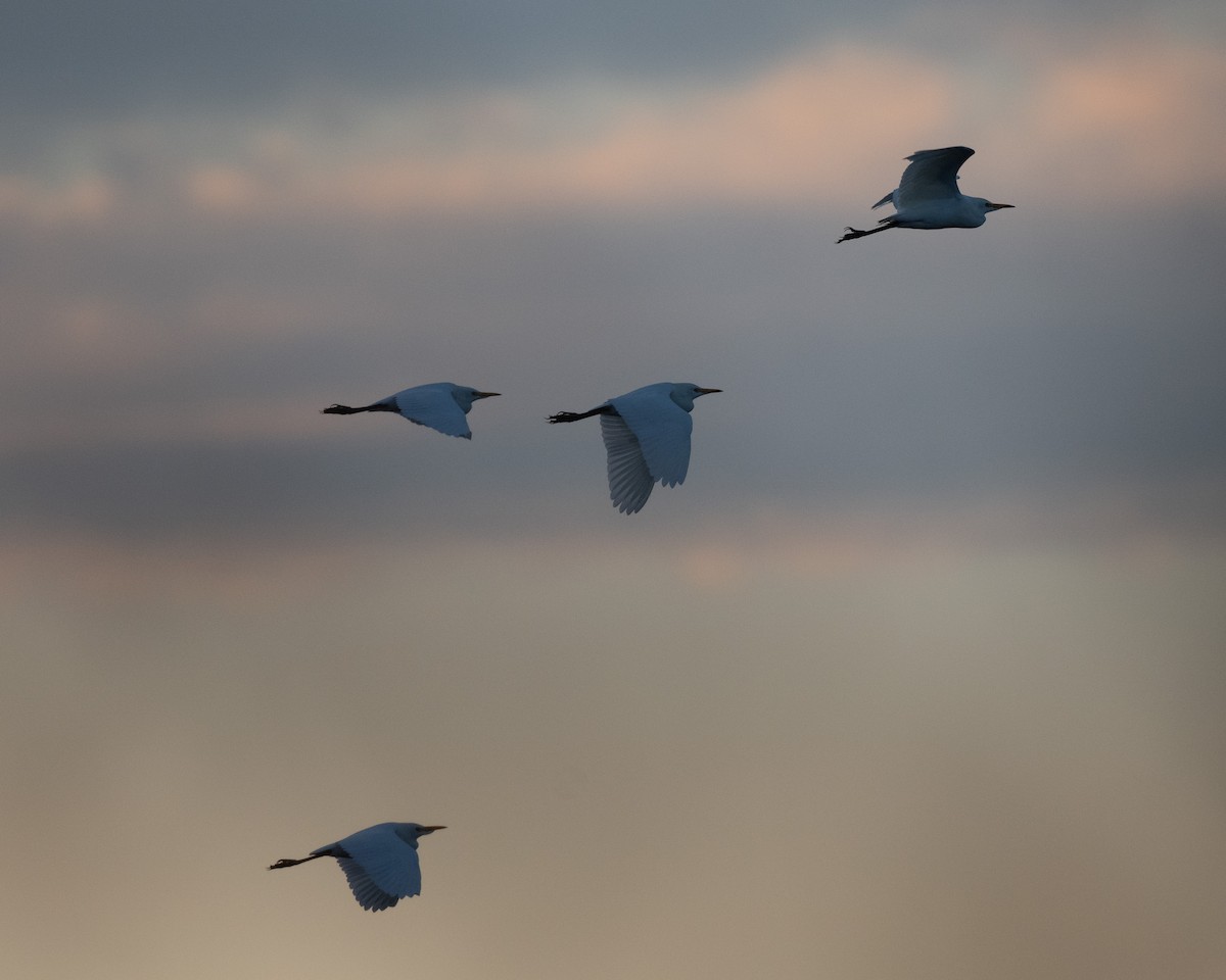 Western Cattle Egret - Shayna Marchese