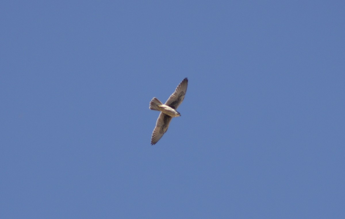Prairie Falcon - Camden Bruner