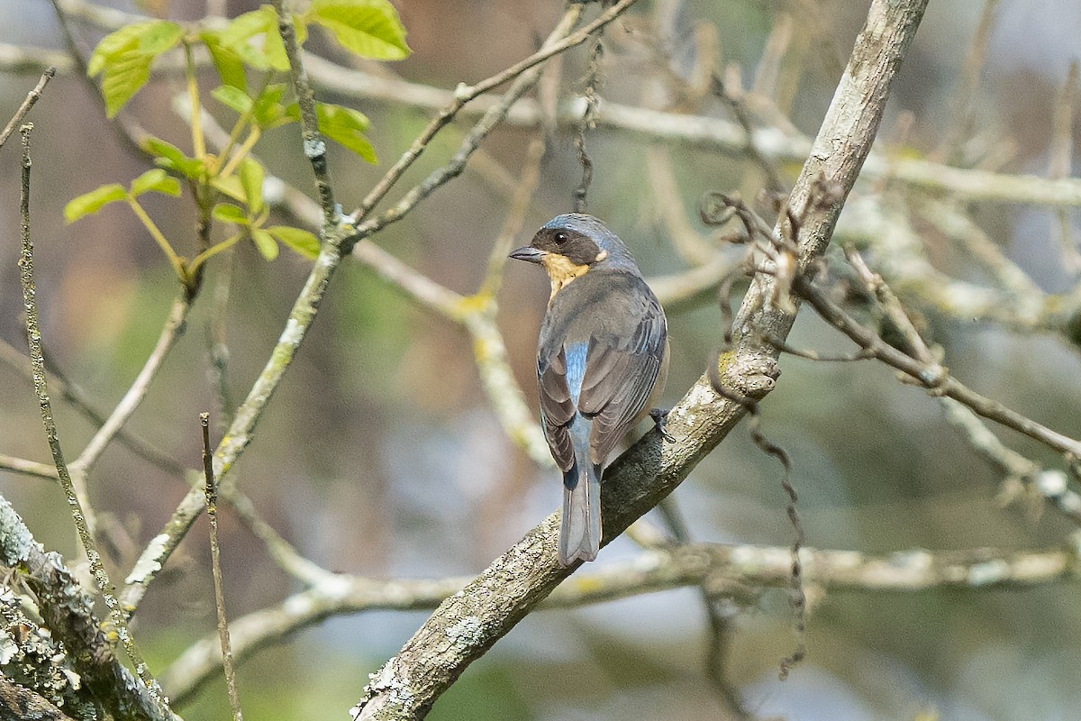 Fawn-breasted Tanager - ML384084511