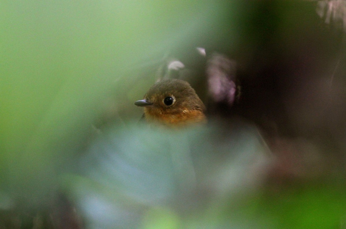 Rusty-breasted Antpitta (Rusty-breasted) - ML38408771